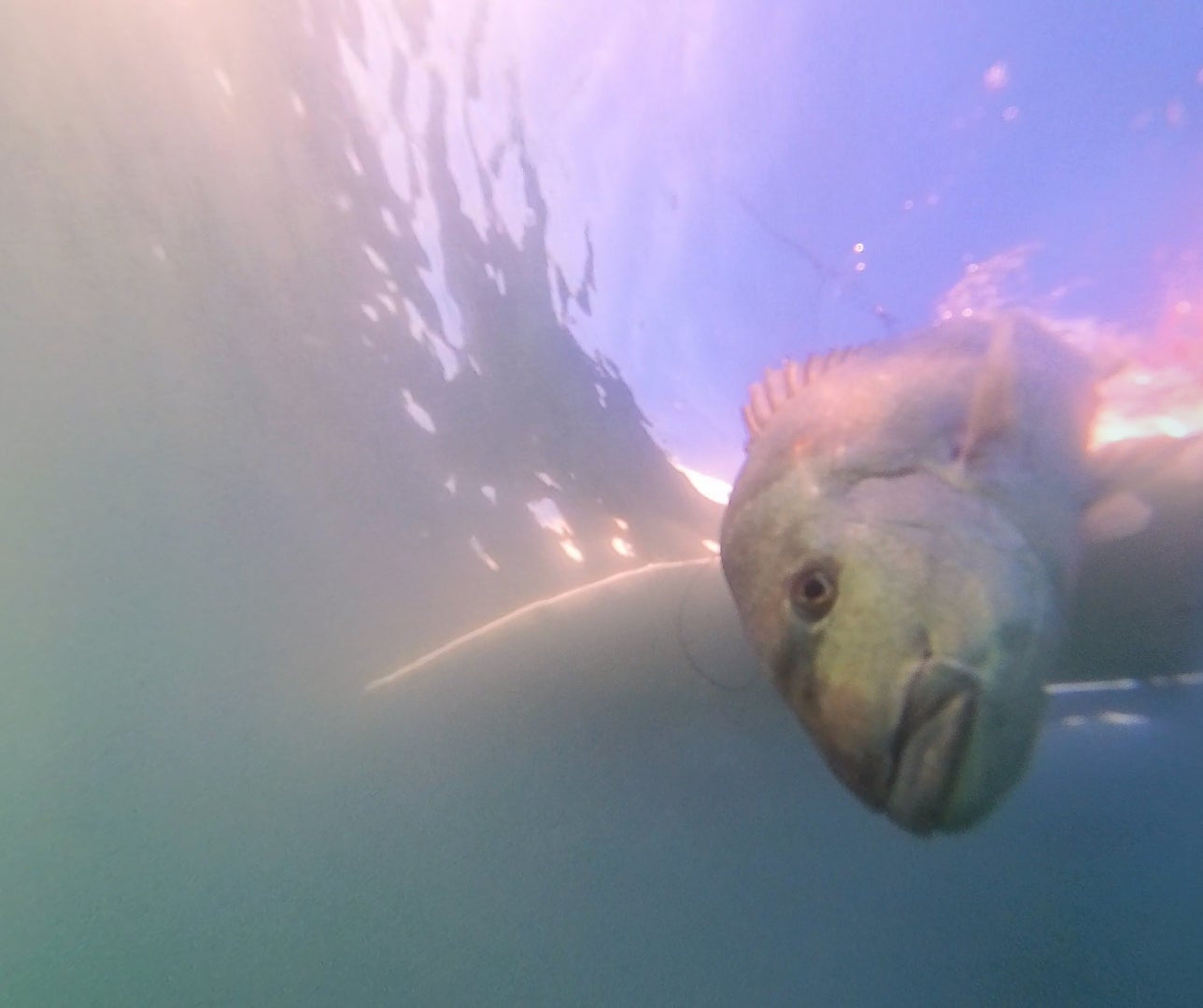 Close-up of a fish underwater with sunlight filtering through the water.
